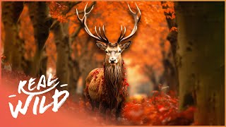 Exploring The Splendid Lives Of Fall Wildlife | Autumn  World of Colours | Real Wild