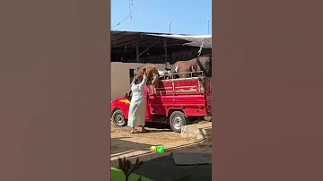 لما الصعيدي يشغل دماغو يهبلك ضحكة من القلب 