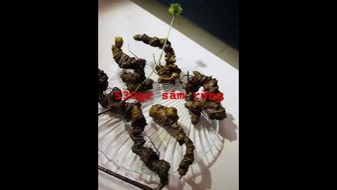 Xuống núi 530gram sâm rừng già trị giá 50tr bao kiểm định #sâm_ngọc_linh