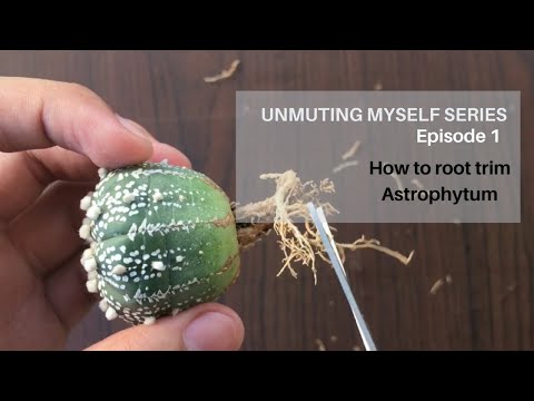 How to root trim Astrophytum | UNMUTING MYSELF SERIES -Episode 1