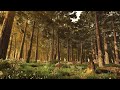 Enchanting Woodland Ambience for Relaxation, Meditation &amp; Sleep with Melodic Bird Calls