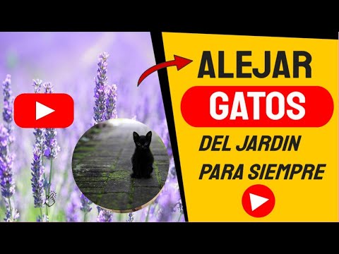 Cómo AHUYENTAR GATOS de casa 【7 Remedios Caseros】 14