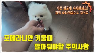 포메라니안 키우기!꼭 알아둬야하는 주의사항