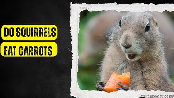 do squirrels eat carrots | do squirrels eat carrot |  do squirrel eat carrots