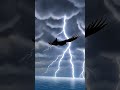 Can a bird really fly non-stop across the entire Pacific Ocean?