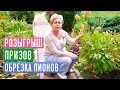 ОБЯЗАТЕЛЬНО ПОСМОТРИТЕ ЭТО ВИДЕО ПЕРЕД ОБРЕЗКОЙ ПИОНА 🌟 РОЗЫГРЫШ ПРИЗОВ / Садовый гид