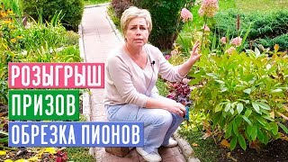 ОБЯЗАТЕЛЬНО ПОСМОТРИТЕ ЭТО ВИДЕО ПЕРЕД ОБРЕЗКОЙ ПИОНА 🌟 РОЗЫГРЫШ ПРИЗОВ / Садовый гид