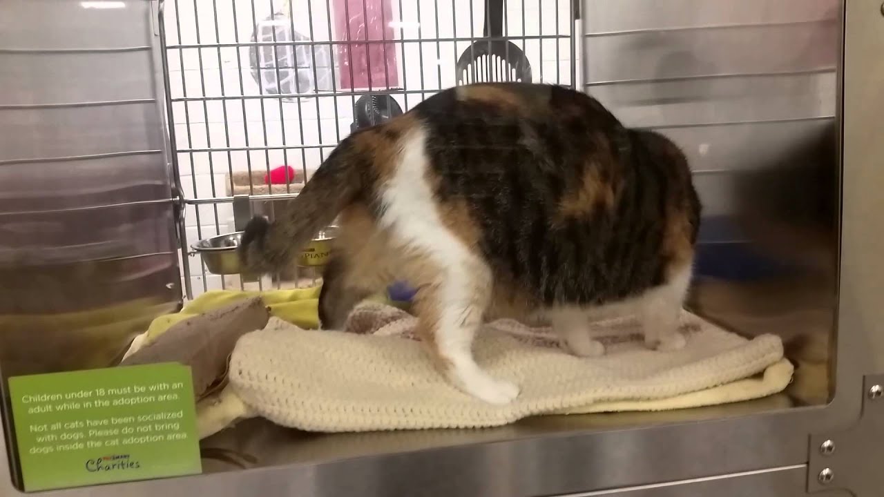 Butters, 4 y.o. adopted calico cat Manchester CT Petsmart YouTube