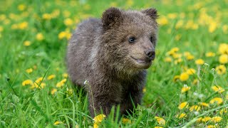 The Last Grizzly Bear? Inside A Man's Fight To Save A Species