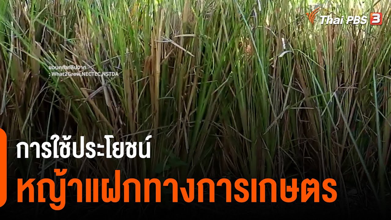 การใช้ประโยชน์หญ้าแฝกทางการเกษตร : ดอกผลของความยั่งยืน (9 ก.ค. 64)