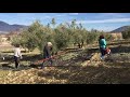 Как собирают оливки в Испании