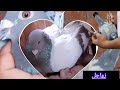 زواجل ابطال للبيع
