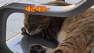 사람들이 합석 하든 말든 신경 안쓰는 고양이 사람들이 합석 하든 말든 신경 안쓰는 고양이
