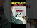 猫語をマネしていた友達、ついに #猫 #猫動画 #猫の反応 #面白い猫 #猫好き