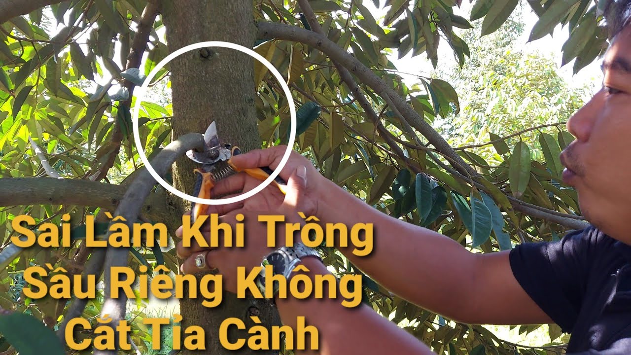 Cắt Tỉa Cành Sầu Riêng Ri6 Tại Vĩnh Long-Tiến Hành Rãi... - youtube