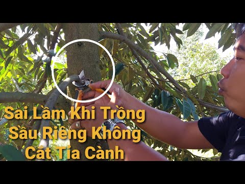 Video Cắt Tỉa Cành Sầu Riêng Ri6 Tại Vĩnh Long-Tiến Hành Rãi... - youtube
