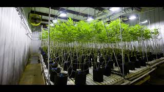 Indoor Grow in Oklahoma