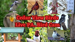 Live Bird Feeder in Lancaster PA 4K Stream-Orioles, Bluebirds, Red headed Woodpecker #livebirdstream