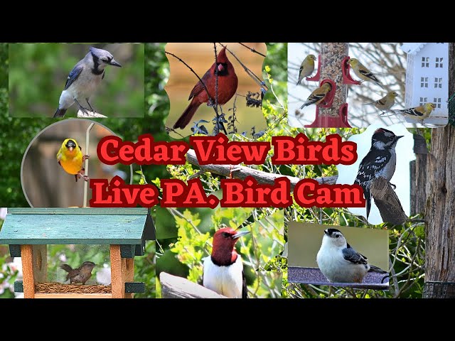LIVE Bird Feeder and Wildlife Cam (4K) Gettysburg PA, over 30