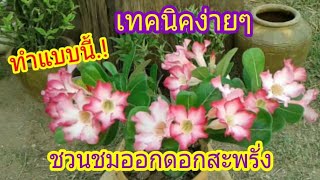 วิธี ทำต้น ชวนชม ให้ออกดอก เต็มต้น พร้อมกัน