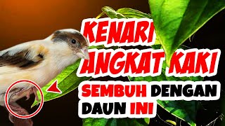 CARA PALING AMPUH Mengobati Kaki Kenari Bengkak, Jamuran, Bubulan atau Digigit Nyamuk