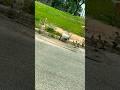 These baby geese are so cute!! 🪿 😍 #cute #love #happy #summer #wow #viral #viralvideo #shorts