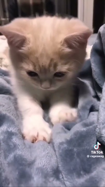 котики 🐈 - YouTube