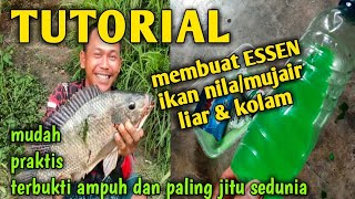 Cara membuat essen mancing ikan nila liar / mujair liar terbukti ampuh dan jitu untuk umpan lumut