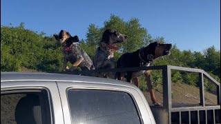 Utah Bear Hunt with Hounds 2023