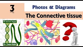 Practical Connective tissue-Diagrams and photos