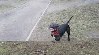 Питбуль Текила