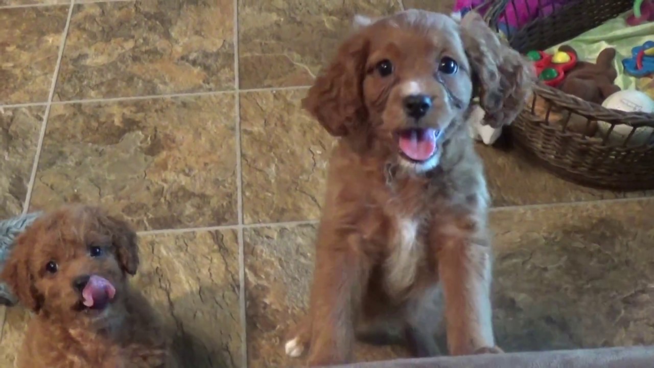 Cavapoo puppies Sarah, Sophia, Sid & Susie www.KingdomDogs.com doodle معنى