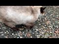 落ち着きの無いシャム子ちゃん Restless Siamese cat の動画、YouTube動画。