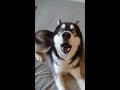 СОБАКА ХАСКИ РАЗГОВАРИВАЕТ. изучаем собачий язык.THE HUSKY DOG IS TALKING. HUSKY COOL VIDEO