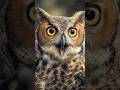 Owls Have a Secret Built-In Radar System 🦉⚡ #animalfacts #owl #viral #shorts #nature #birds