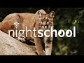 NightSchool: Wild Cats on the West Coast