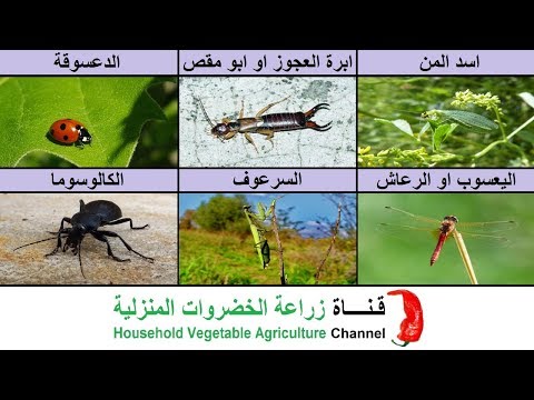 فيديو: الحشرات النافعة في الحديقة (الجزء الأول)