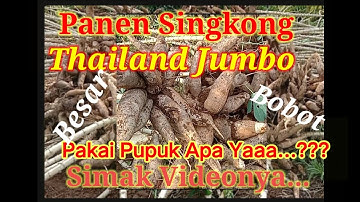 Panen Singkong Thailand Usia 9 Bulan  👉 Tips Pemupukan Tanaman Singkong Agar Hasil Maksimal