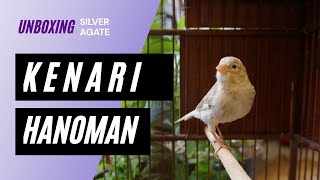 UNBOXING !!! Burung Kenari HANOMAN Silver Agate