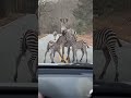 Omg 😳😳 twin zebra babies on the road.