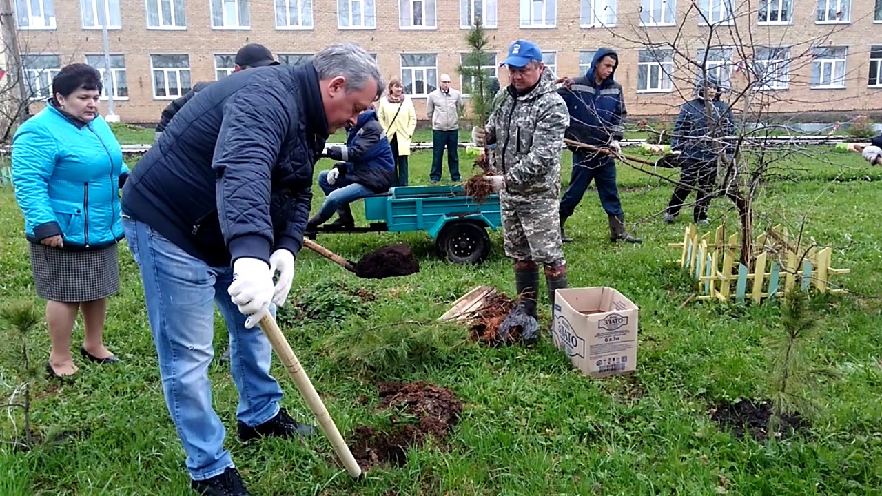 Посадили деревья через