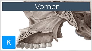 Vomer Bone - Definition & Location - Human Anatomy | Kenhub screenshot 5