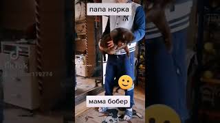 метис😃папа норка,мама бобер😂😂