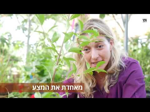 וִידֵאוֹ: כיצד לשתול משמש