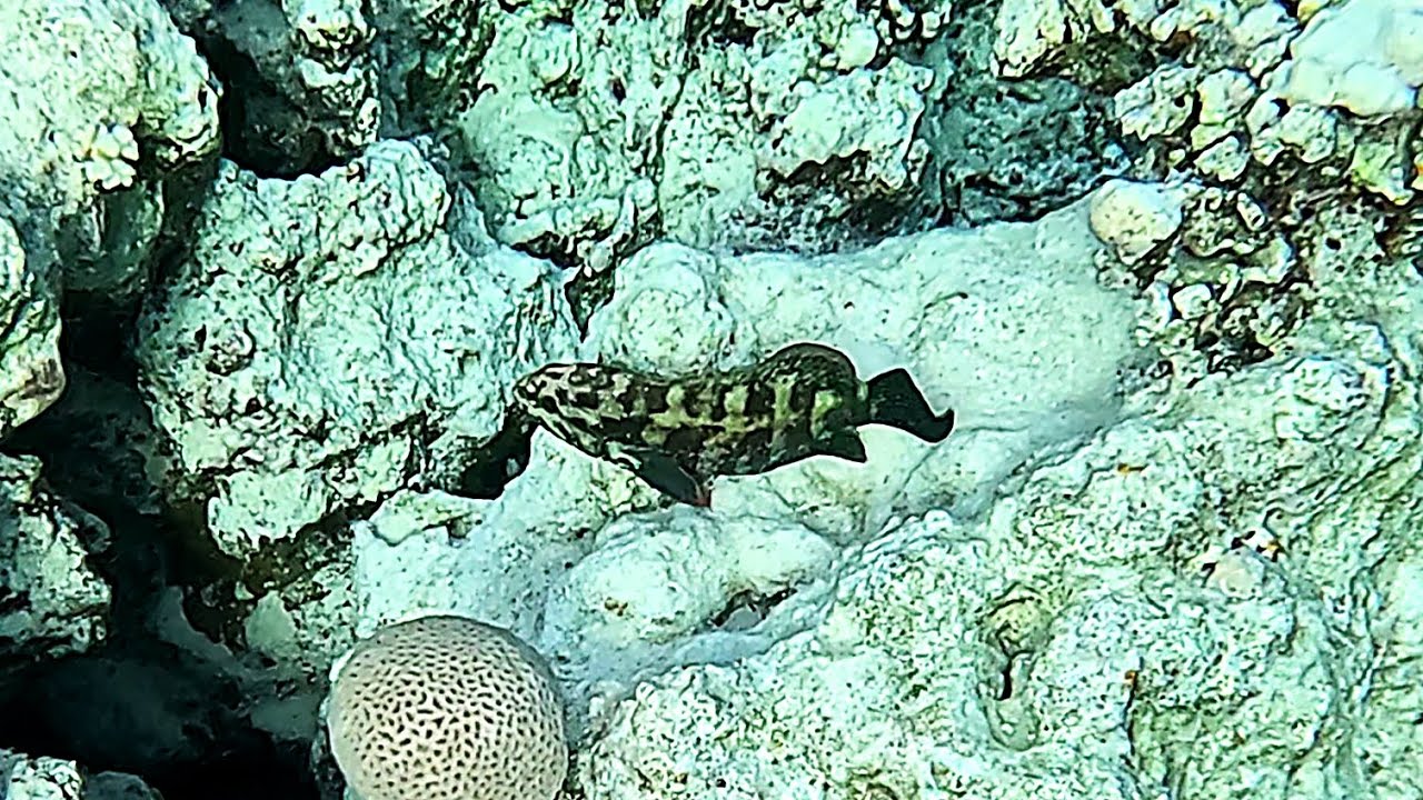 Elusive Yellowfin hind (Cephalopholis hemistiktos) in 4K