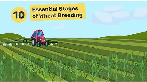 10 Essential Stages of Wheat Breeding