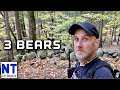 I saw 3 bears out hiking & exploring old abandoned farms in New Hampshire