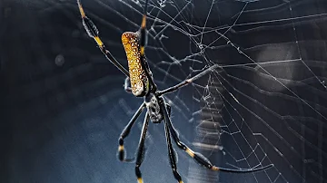 ¿Cómo es la tela de una araña?