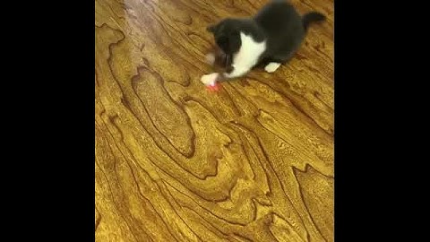Rechargeable Cat Laser Pointer Review 2020