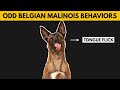 5 Odd Belgian Malinois Behaviors Explained
